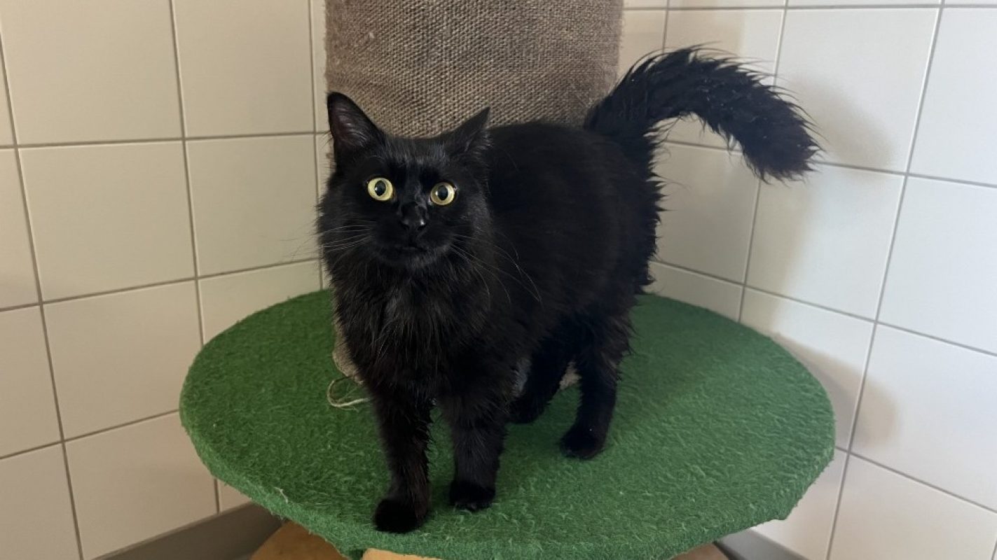 Rosie - Chat Européen à adopter - photo 2