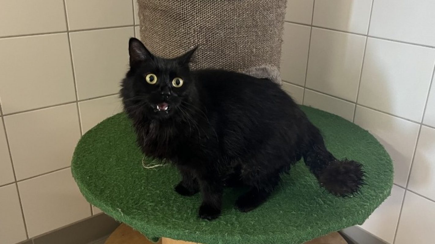 Rosie - Chat Européen à adopter - photo 3