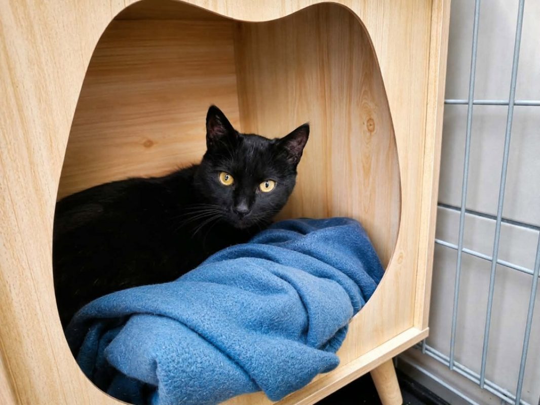 Anuato - Chat Européen à adopter