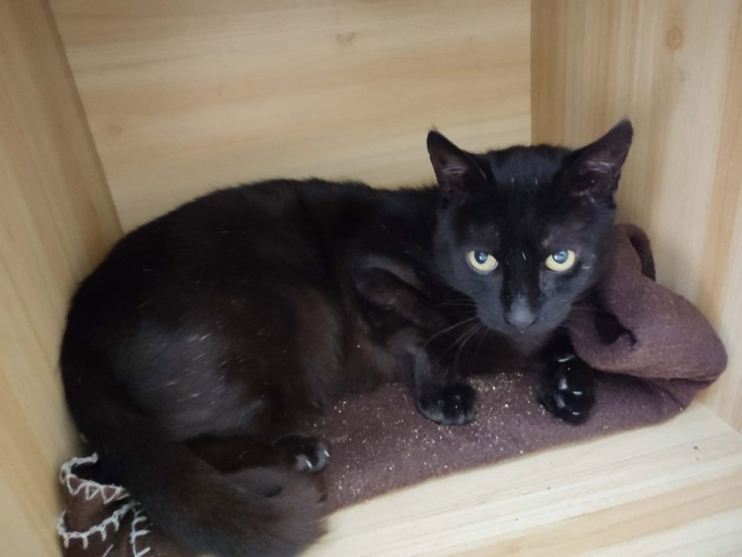Anuato - Chat Européen à adopter - photo 2