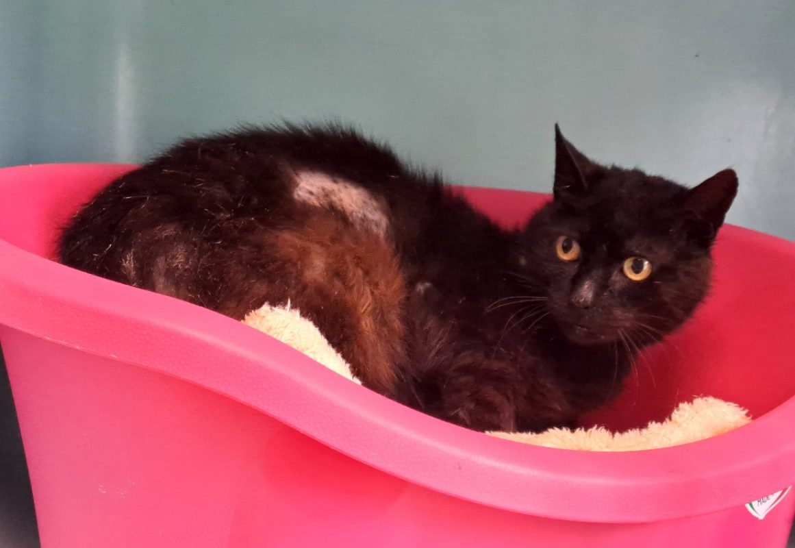Anuato - Chat Européen à adopter - photo 3