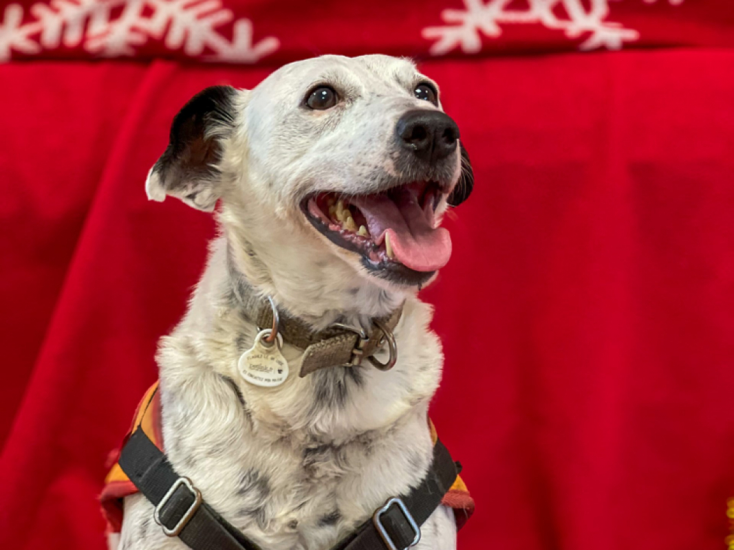 Photo #1 de Popeye p