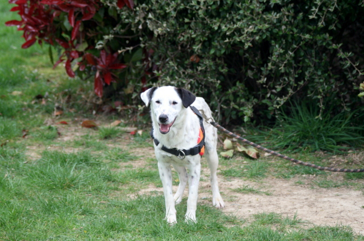 Photo #5 de Popeye p