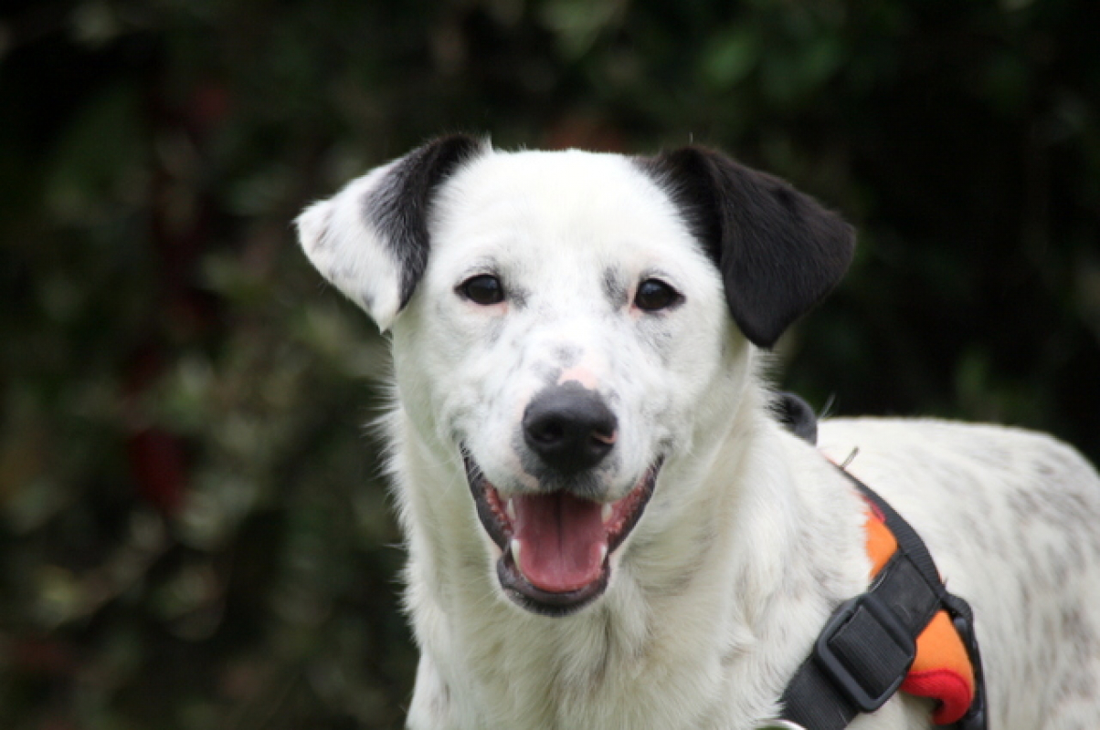 Photo #3 de Popeye p