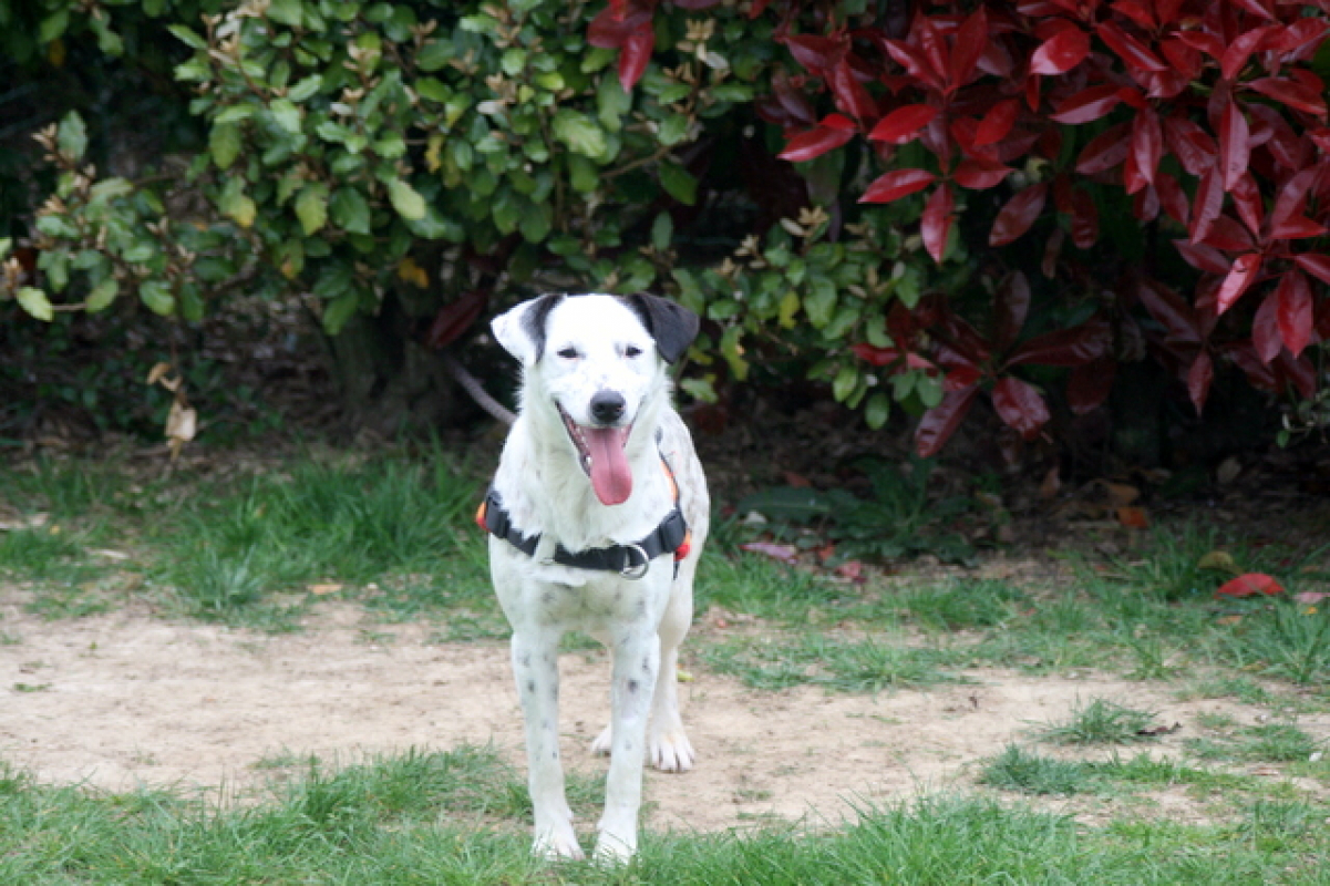 Photo #4 de Popeye p