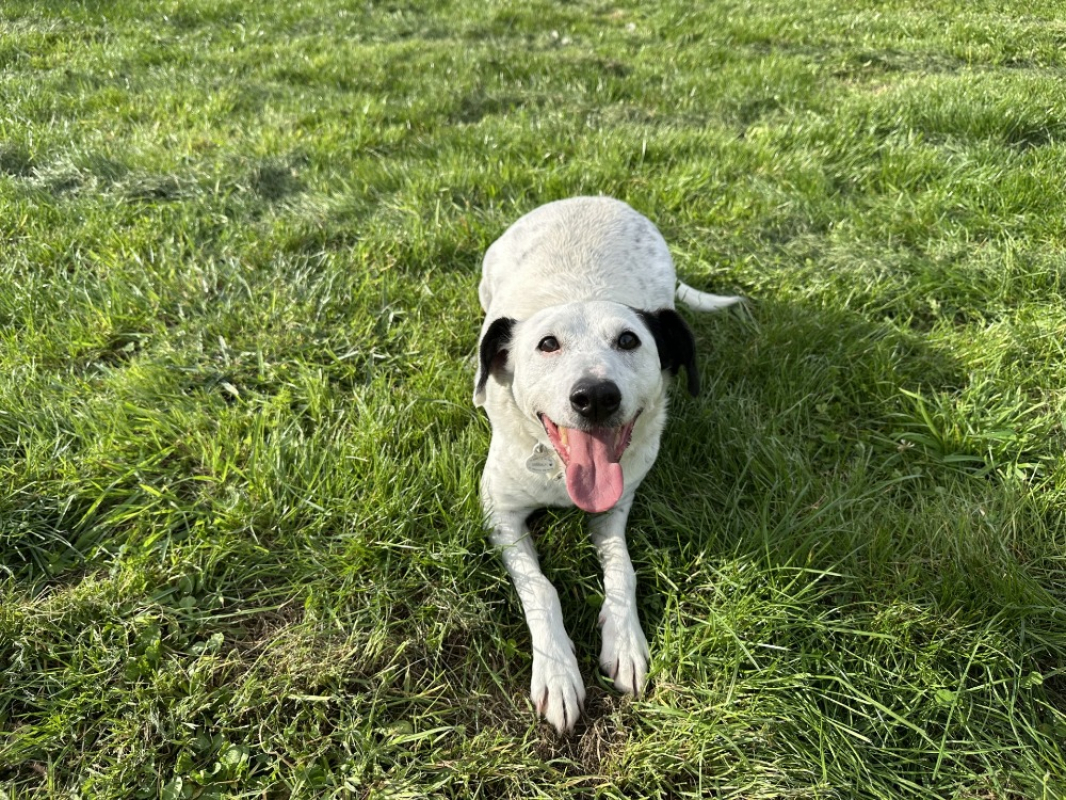 Photo #8 de Popeye p