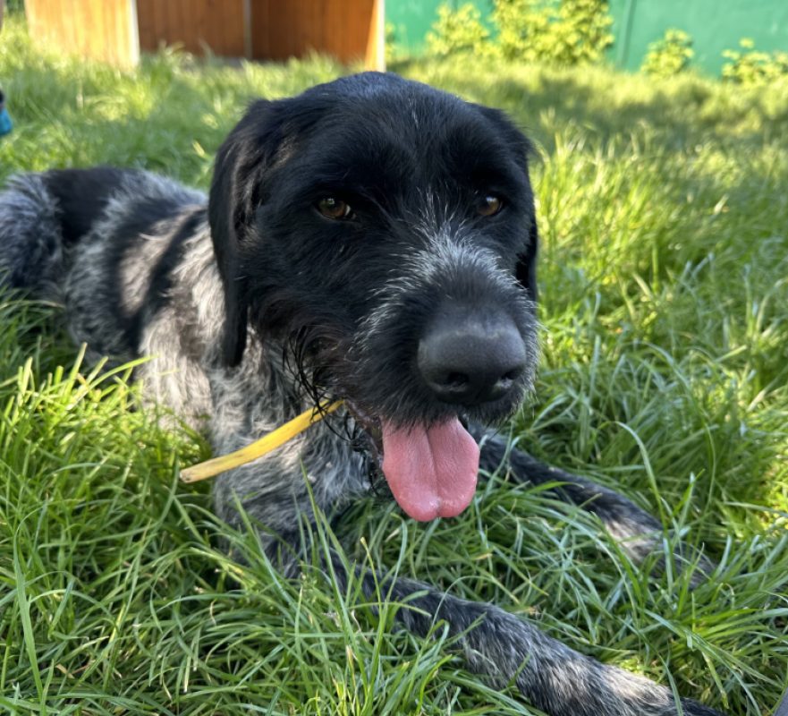 Grimmy - Chien Briquet Griffon Vendéen à adopter