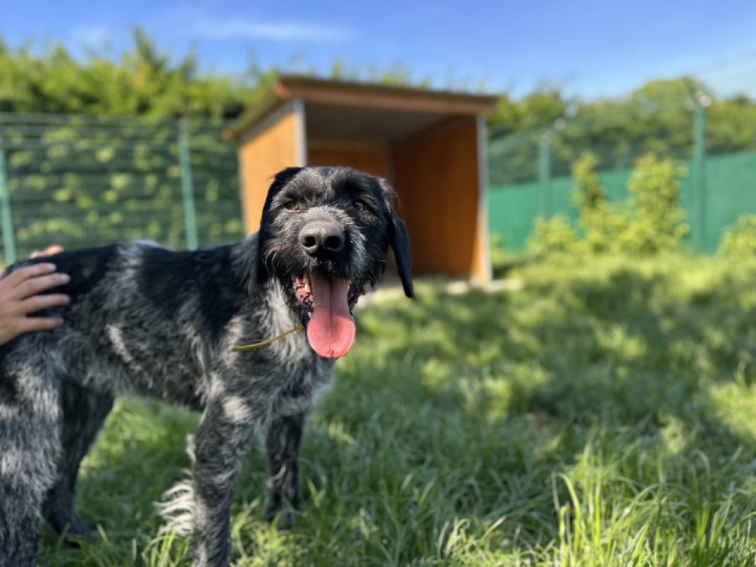 Grimmy - Chien Briquet Griffon Vendéen à adopter - photo 2