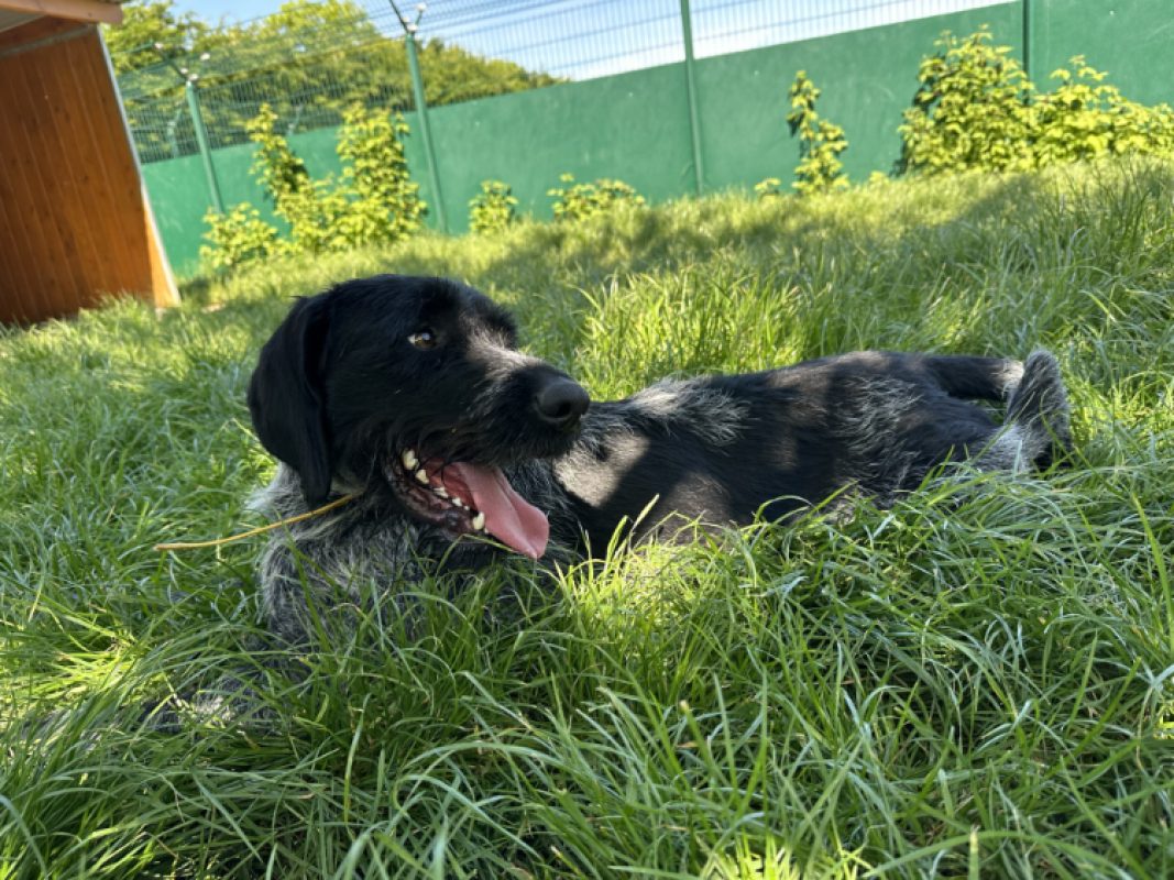 Grimmy - Chien Briquet Griffon Vendéen à adopter - photo 3