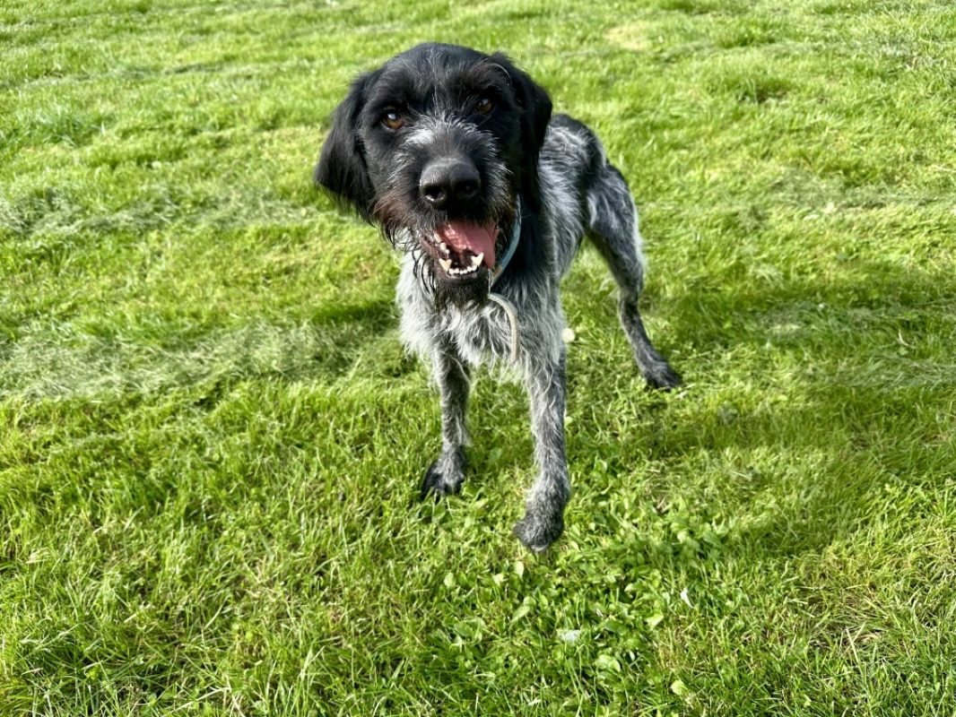 Grimmy - Chien Briquet Griffon Vendéen à adopter - photo 4