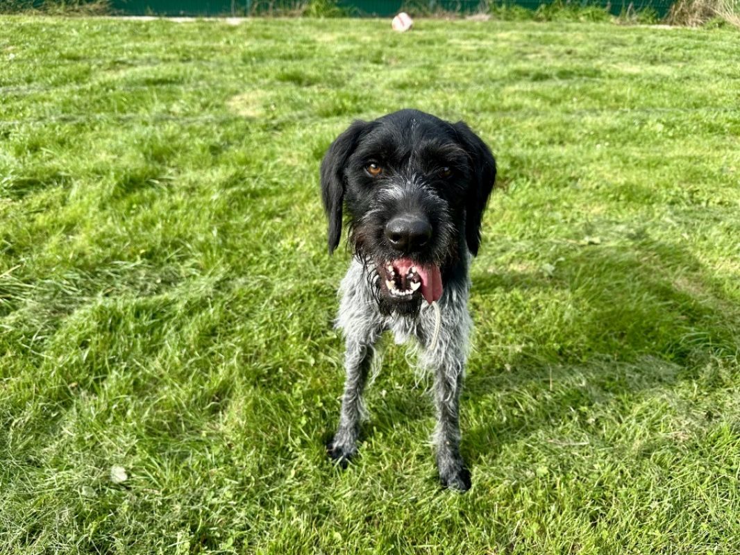 Grimmy - Chien Briquet Griffon Vendéen à adopter - photo 5