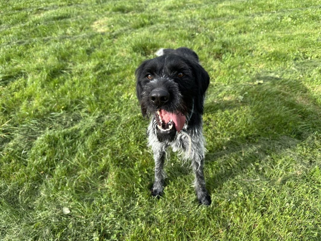 Grimmy - Chien Briquet Griffon Vendéen à adopter - photo 6