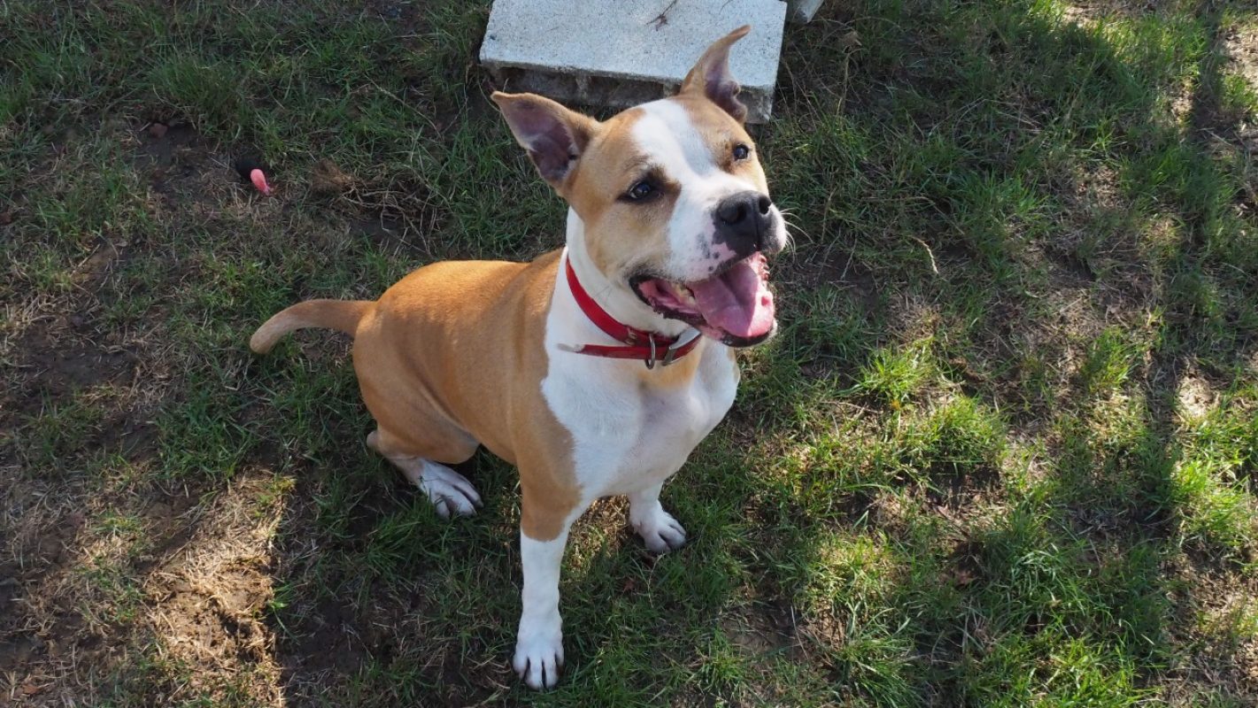 Alya - Chien à adopter