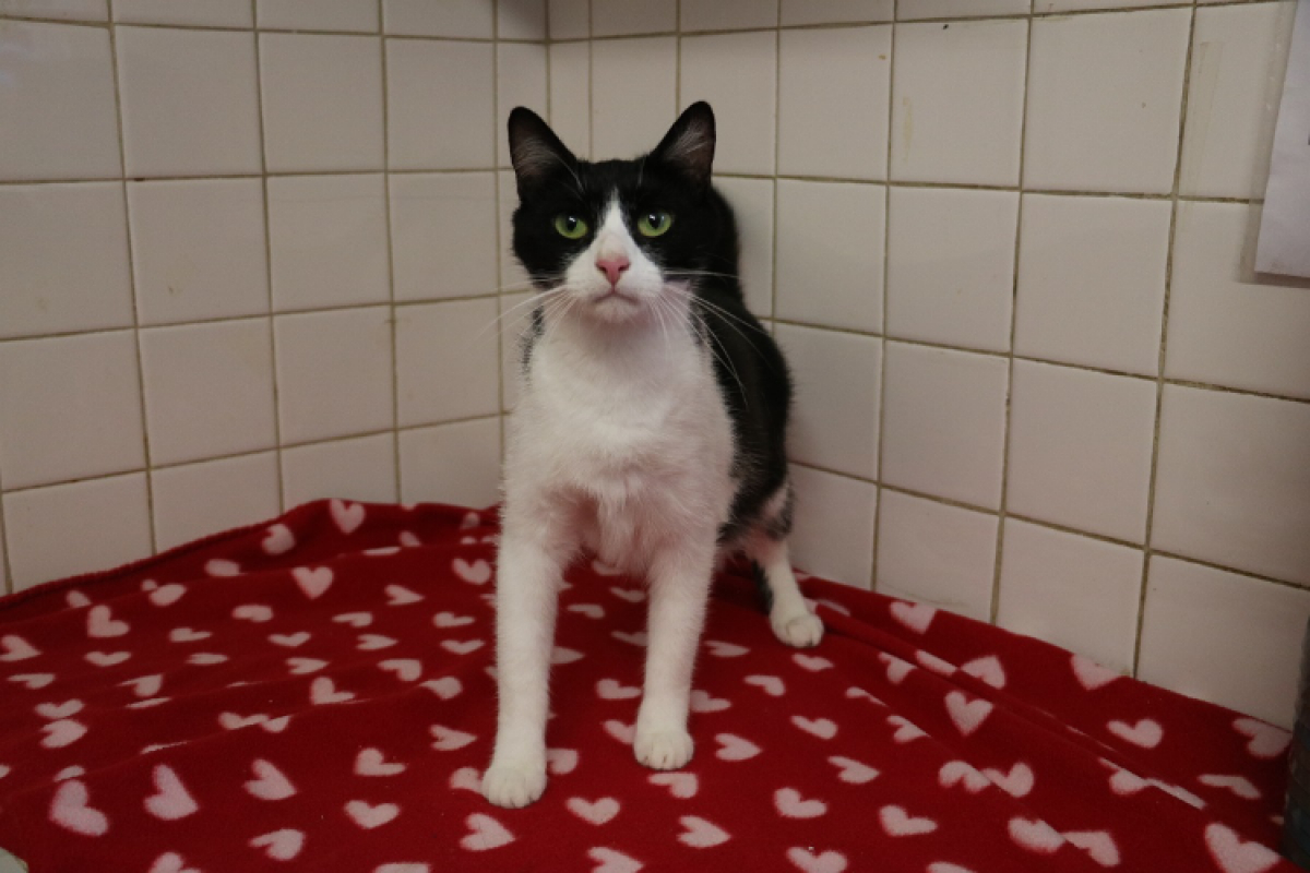 Photo de Chataigne