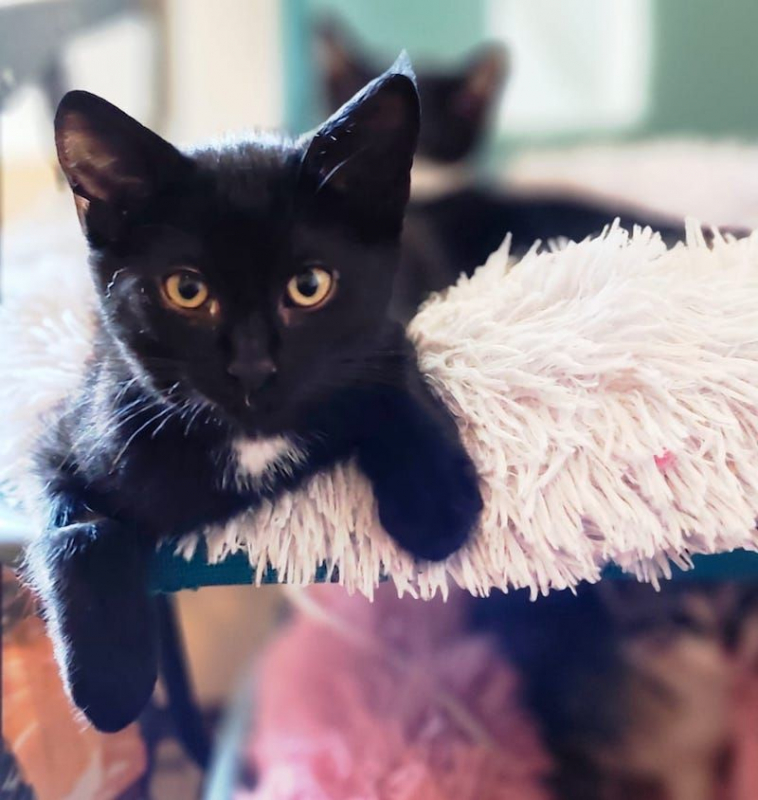 Photo de CACHOU