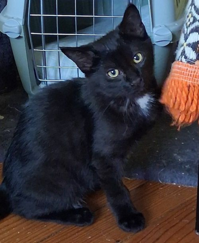 Photo #3 de CACHOU