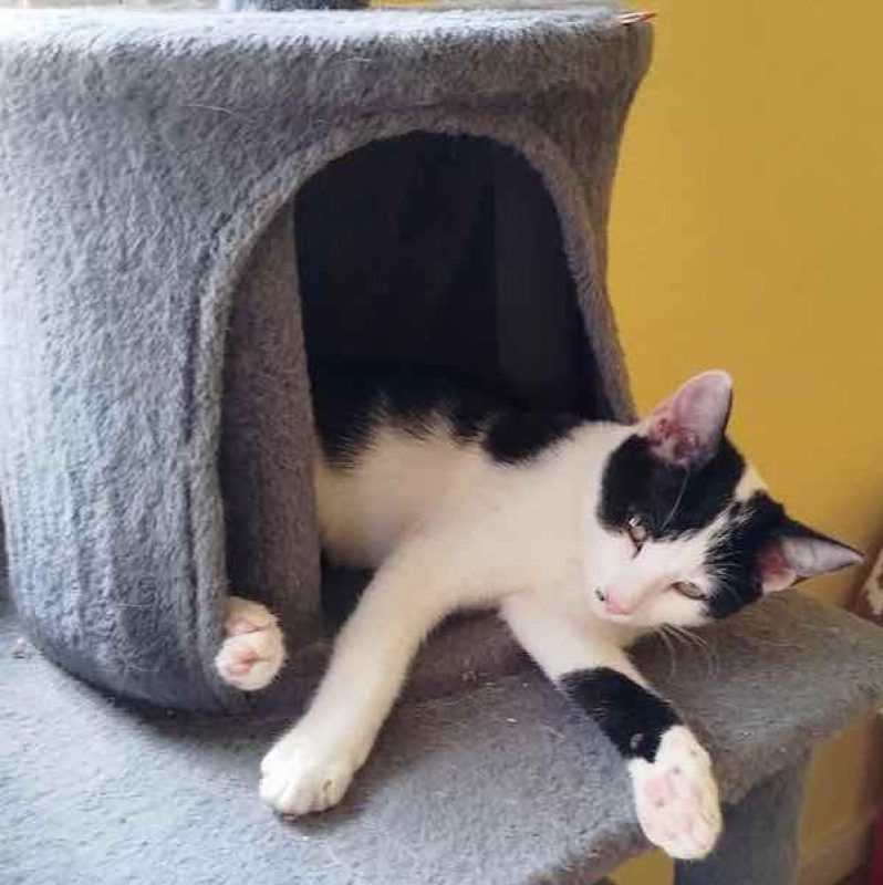KARINE - Chat à adopter - photo 2