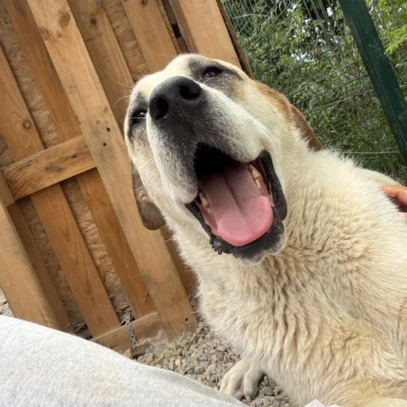 Photo #6 de BALOO