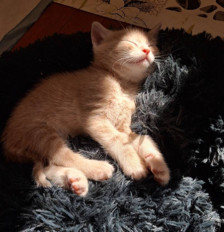 Photo de SAWYER