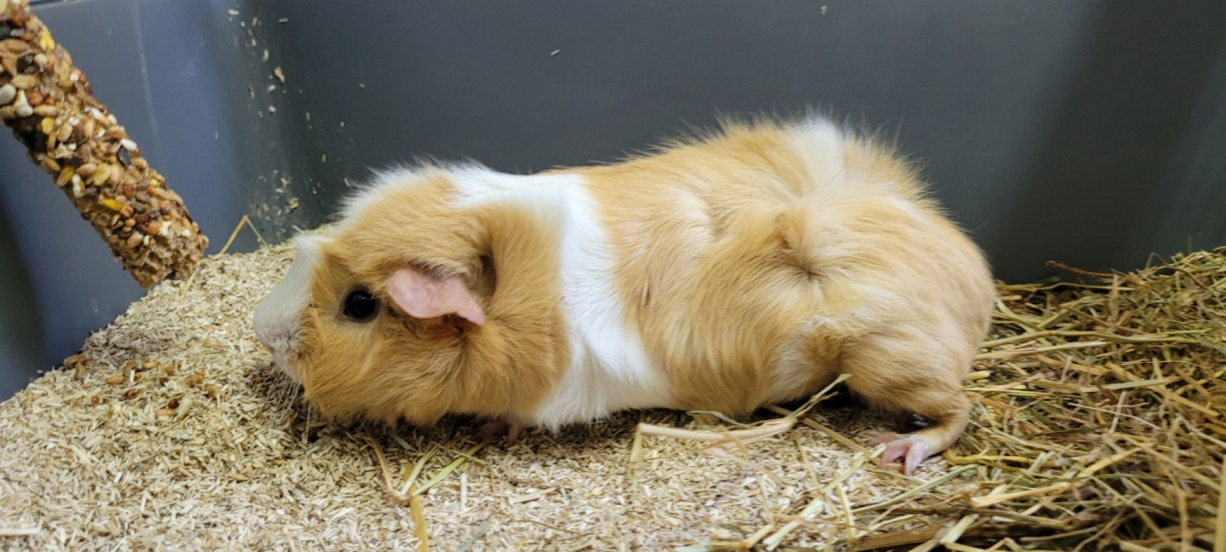 Photo #2 de Berlingot