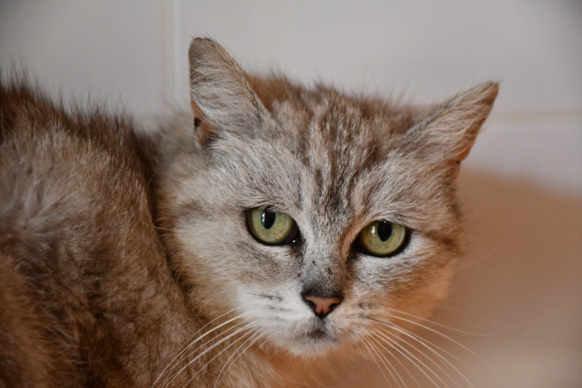 Photo de Pistache