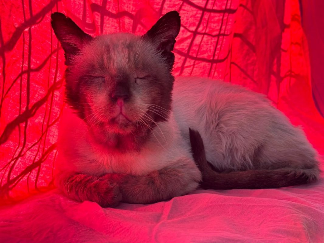 Loupe - Chat Européen à adopter
