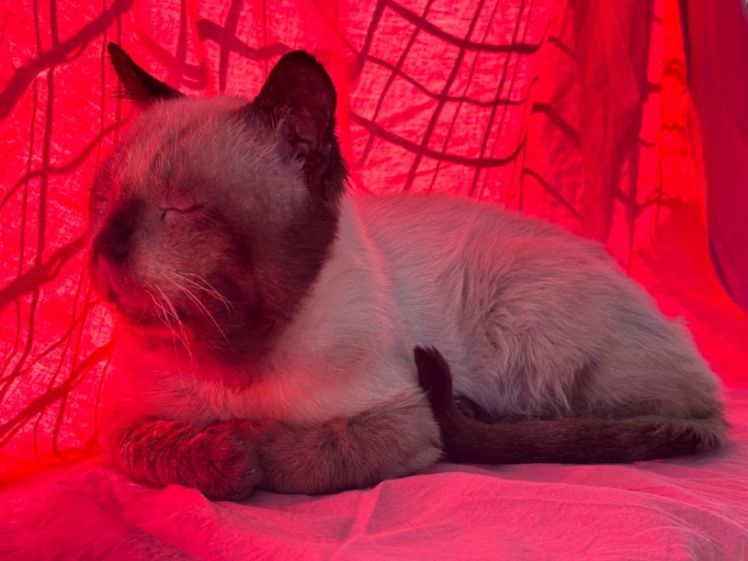 Loupe - Chat Européen à adopter - photo 2