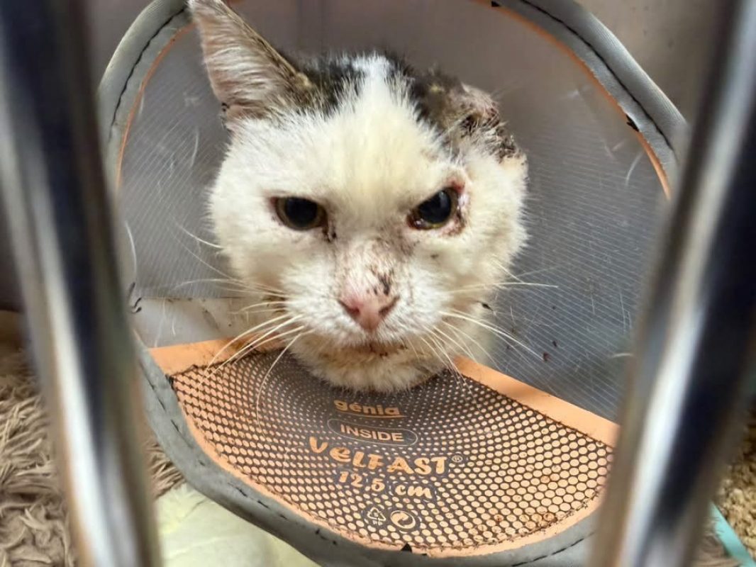 Colos en sos urgent - Chat Européen à adopter