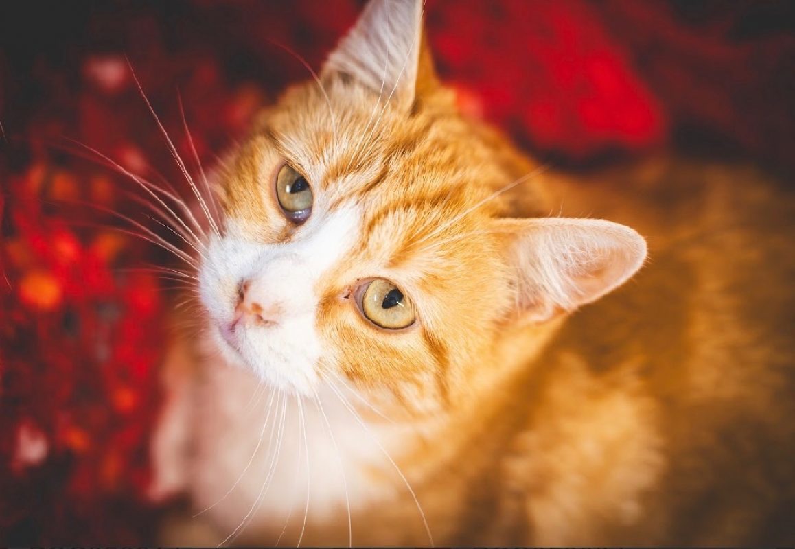 Pich - Chat Européen à adopter