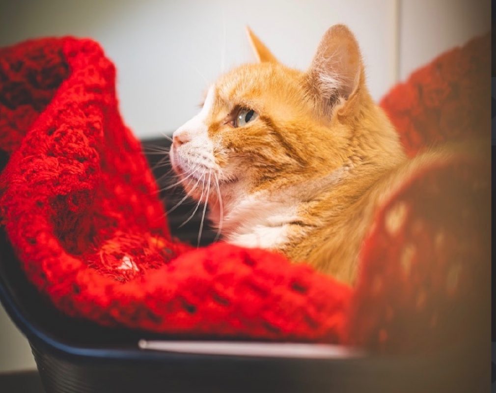 Pich - Chat Européen à adopter - photo 2