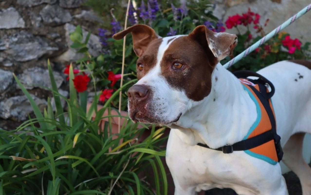 Mila - Chien à adopter
