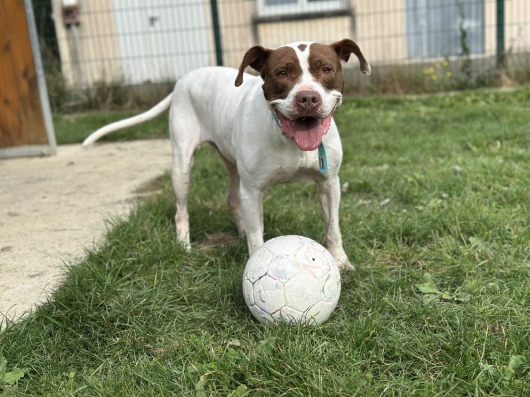 Mila - Chien à adopter - photo 5