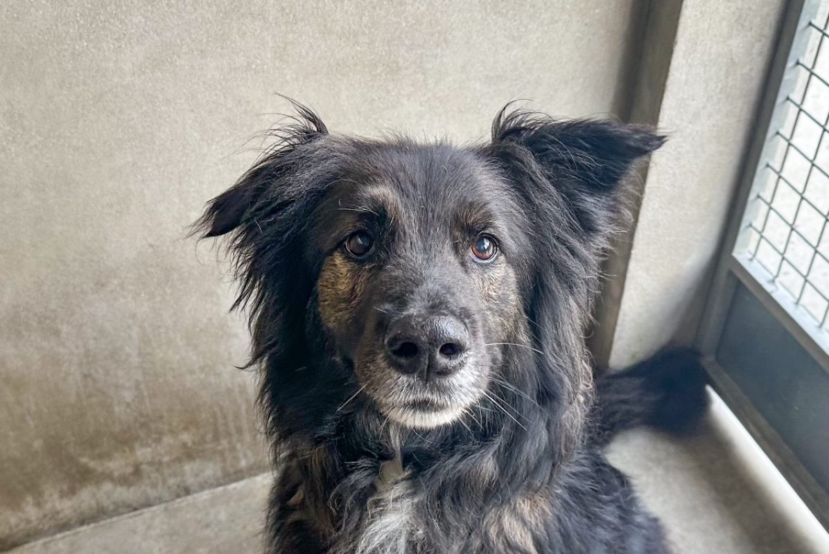 Mala - Chien à adopter