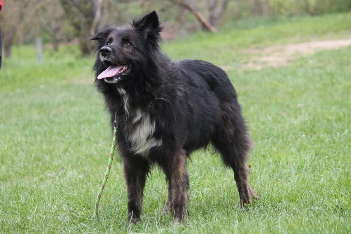 Mala - Chien à adopter - photo 2