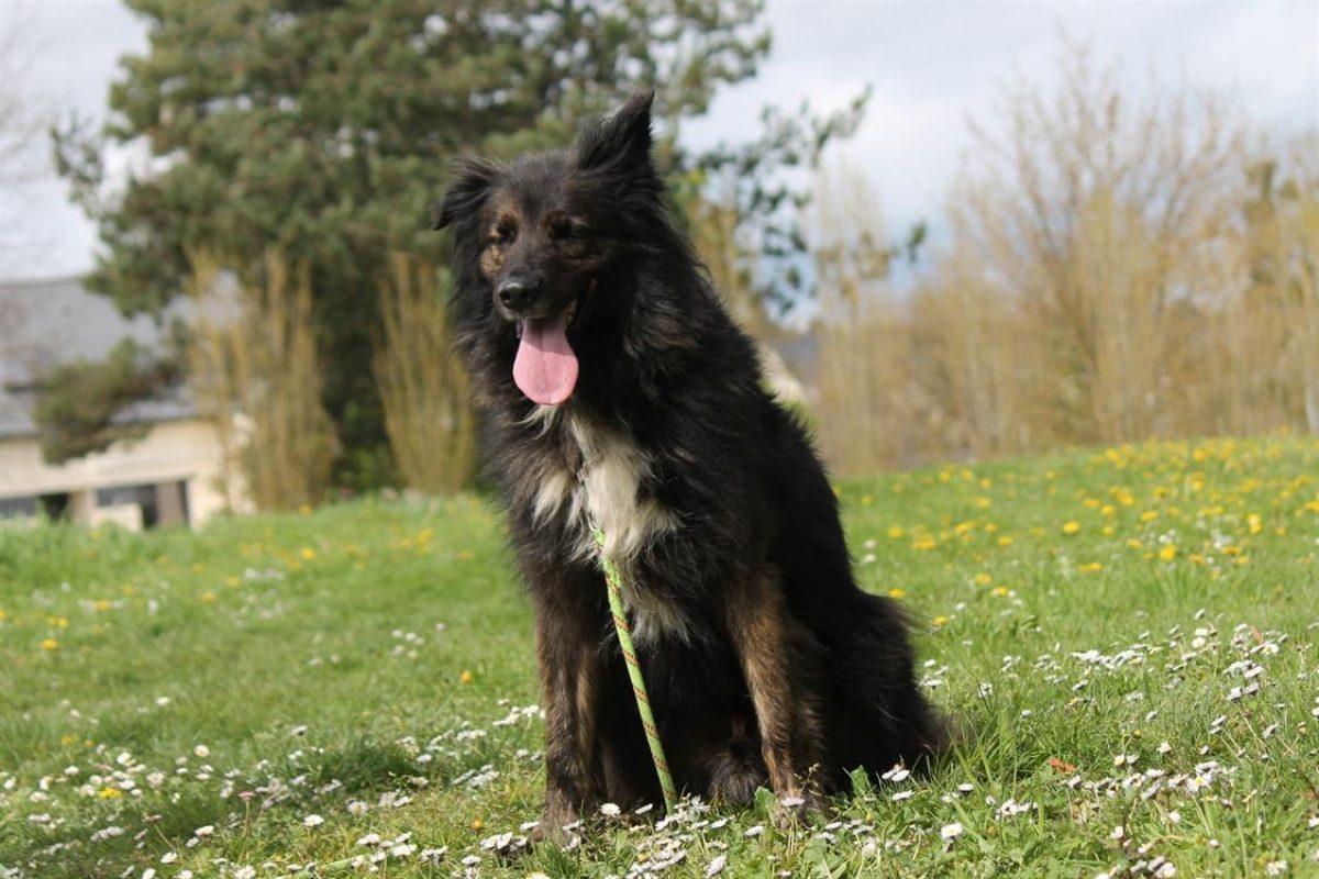 Mala - Chien à adopter - photo 3