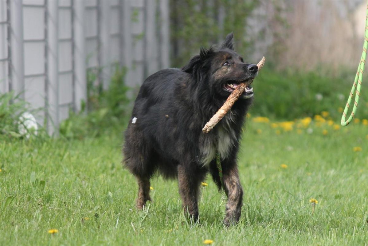 Mala - Chien à adopter - photo 4