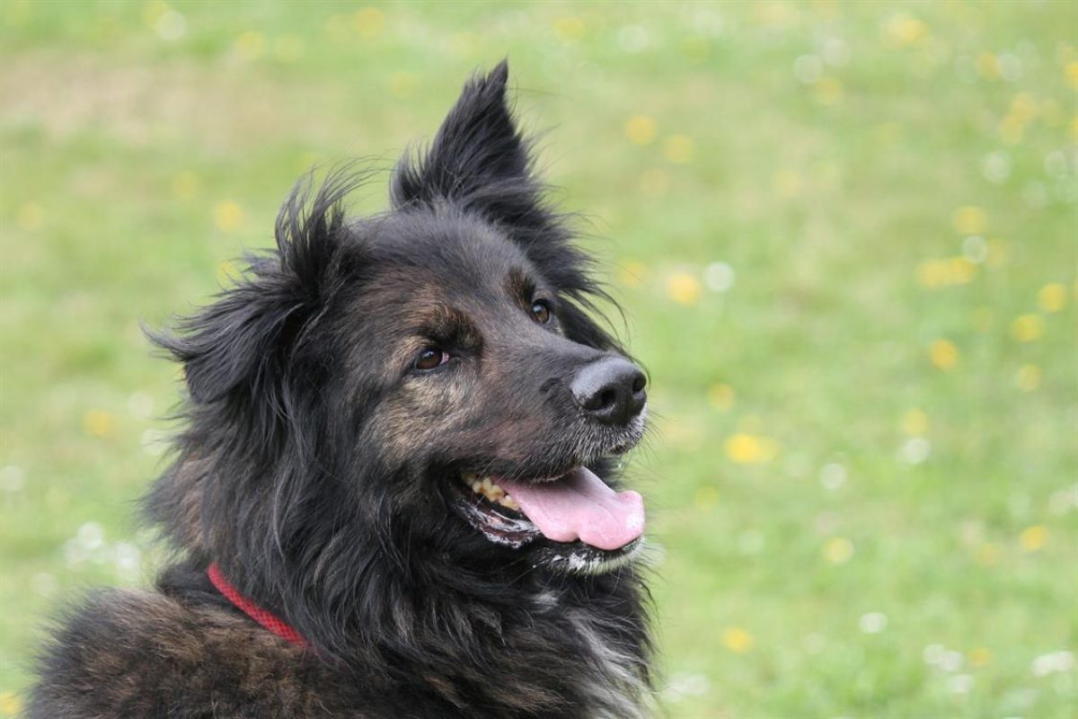 Mala - Chien à adopter - photo 6
