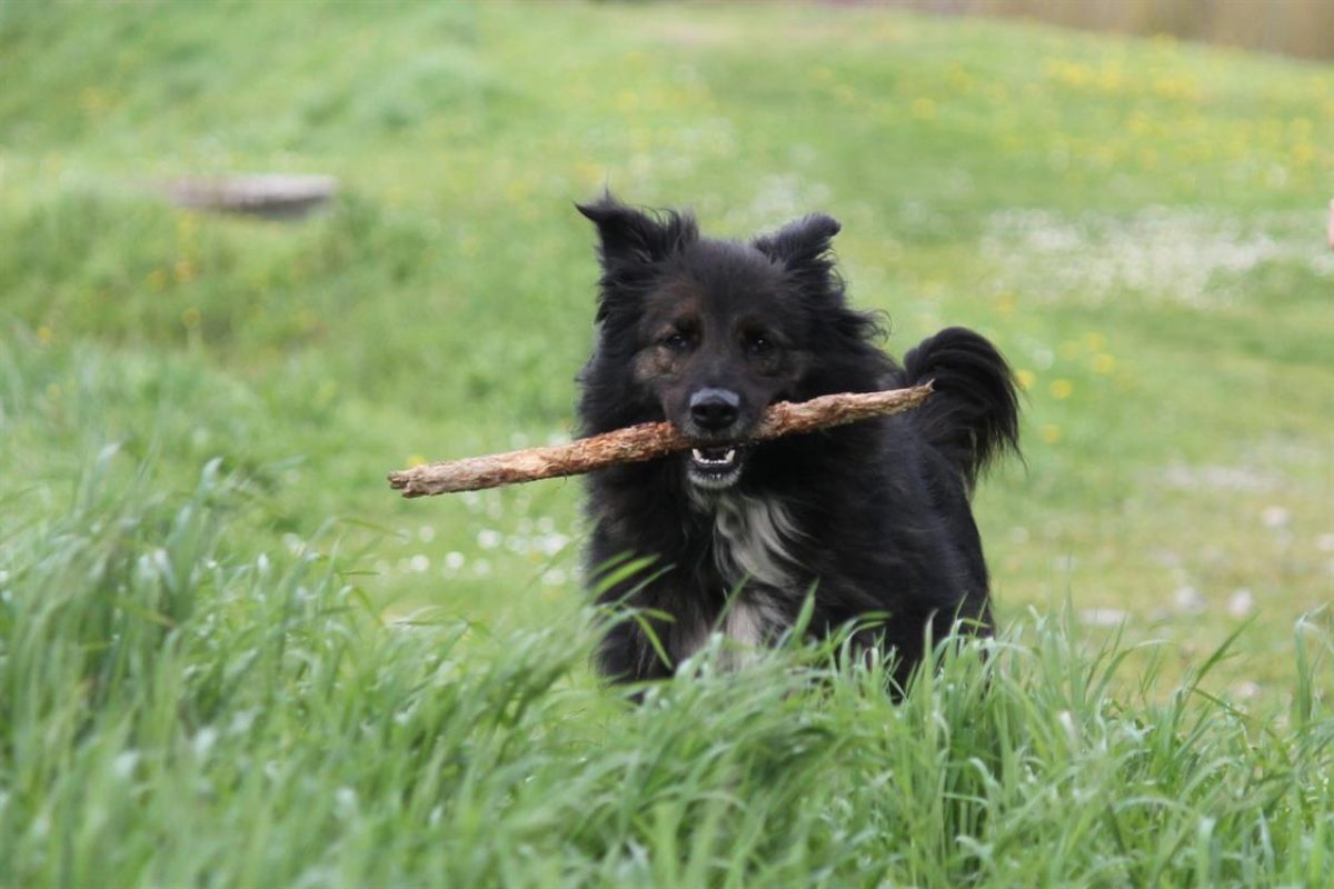 Mala - Chien à adopter - photo 8