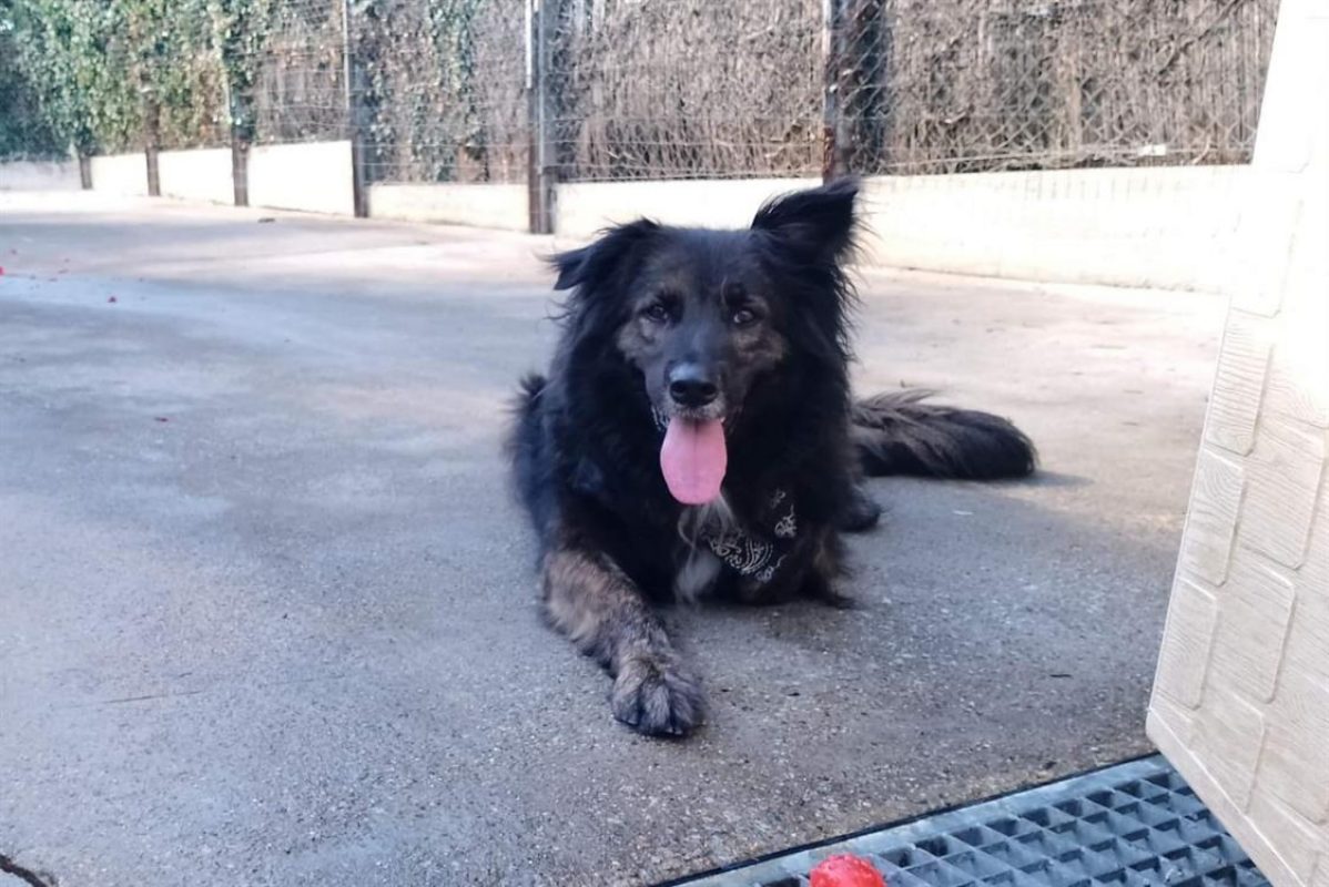 Mala - Chien à adopter - photo 10