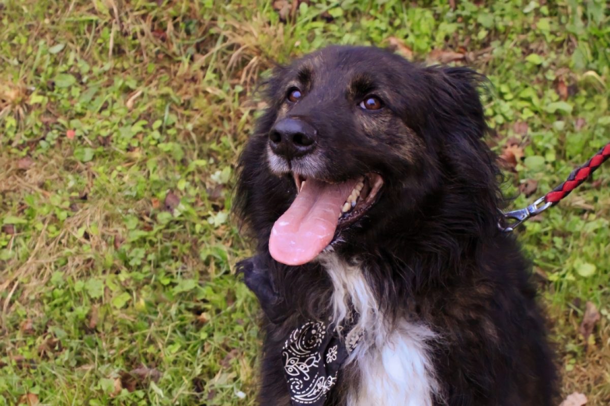 Mala - Chien à adopter - photo 11