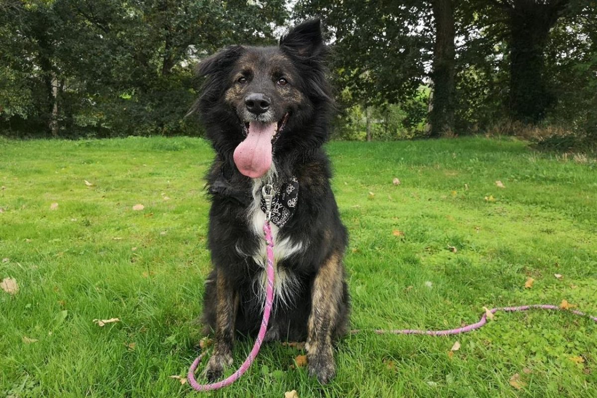 Mala - Chien à adopter - photo 12