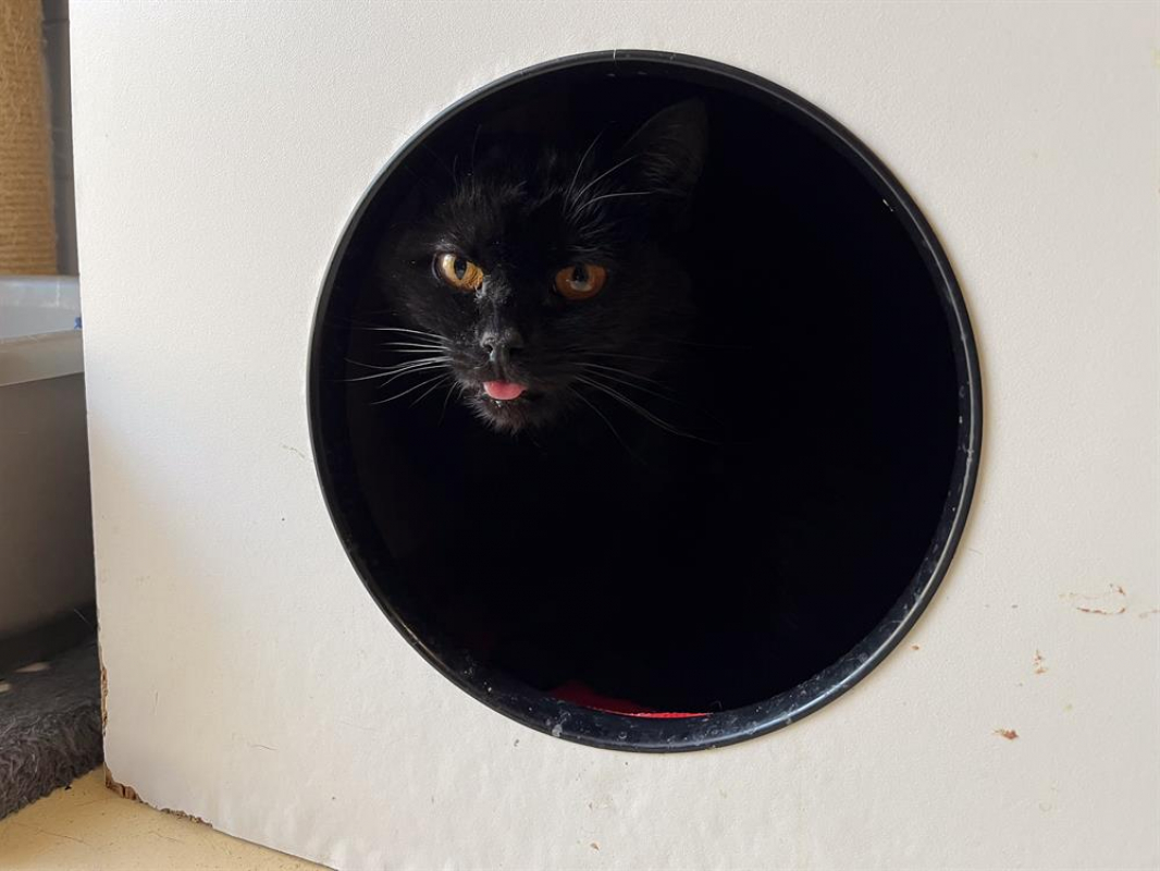 Photo #1 de Elsa qct