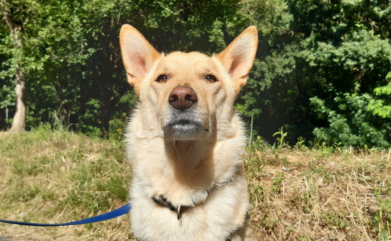 Photo #1 de Loki