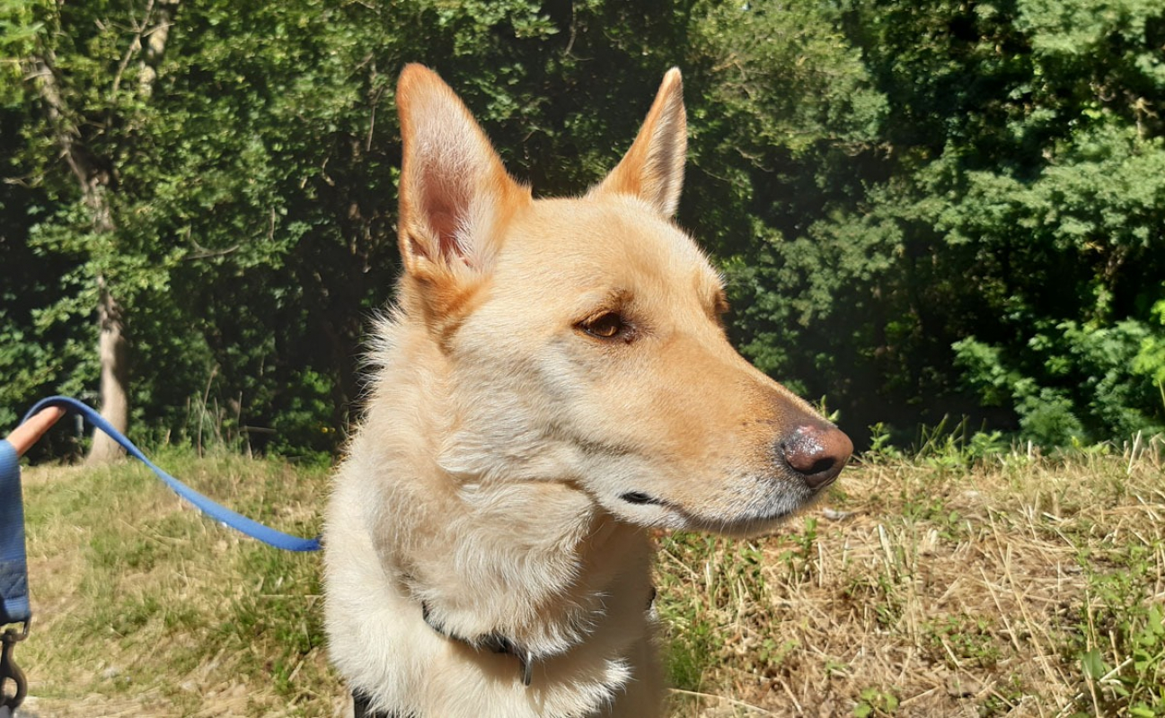 Photo #2 de Loki