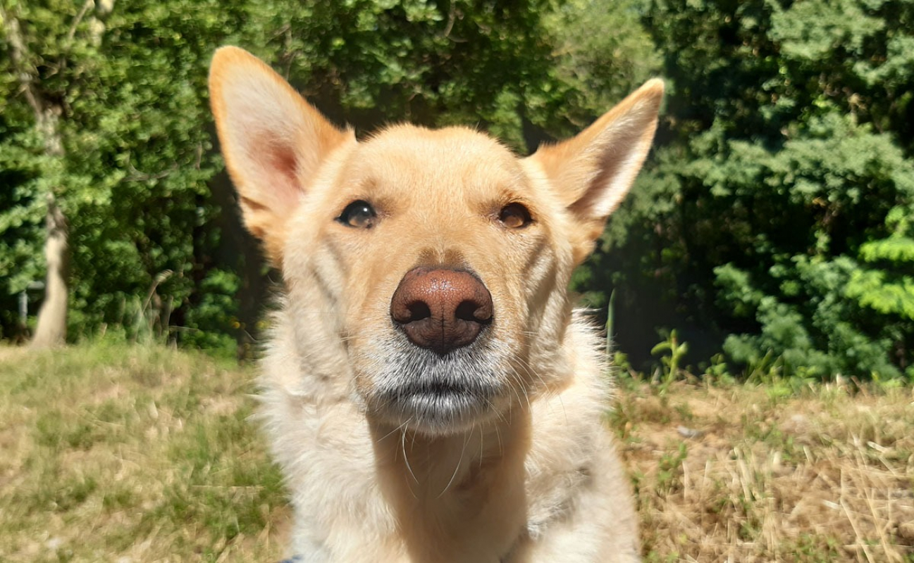 Photo #3 de Loki