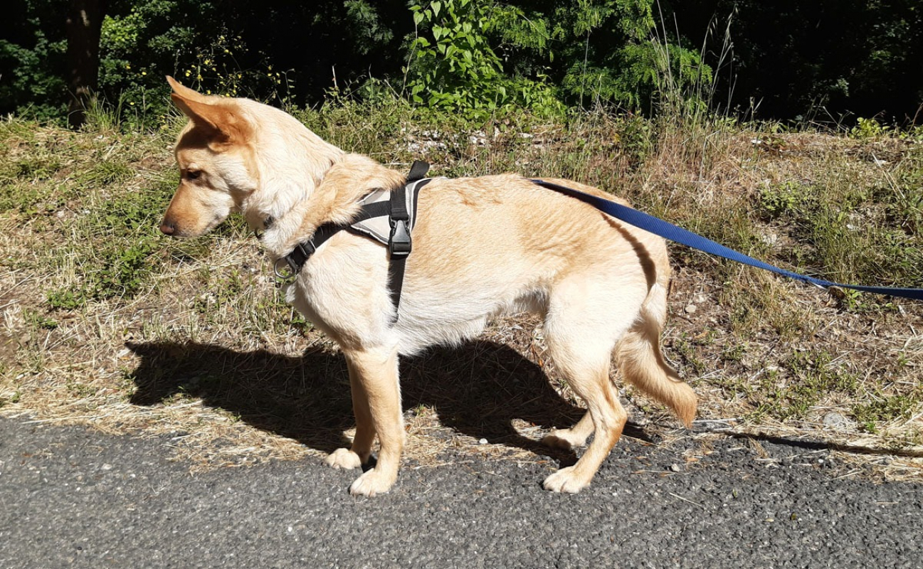 Photo #4 de Loki