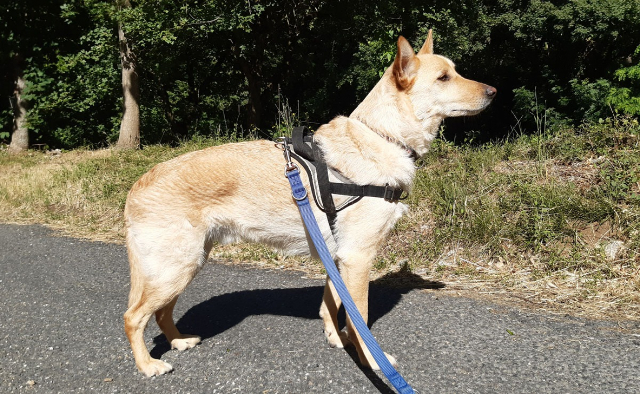 Photo #6 de Loki