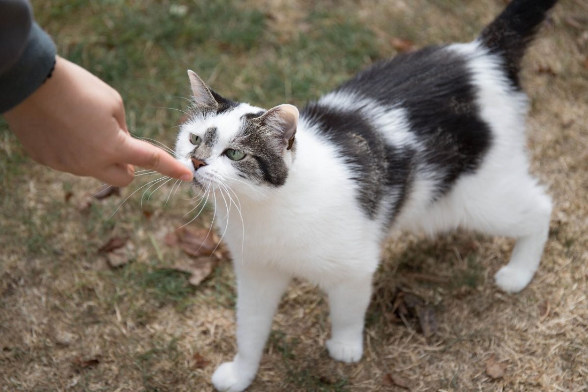 Jasmine - Chat Européen à adopter