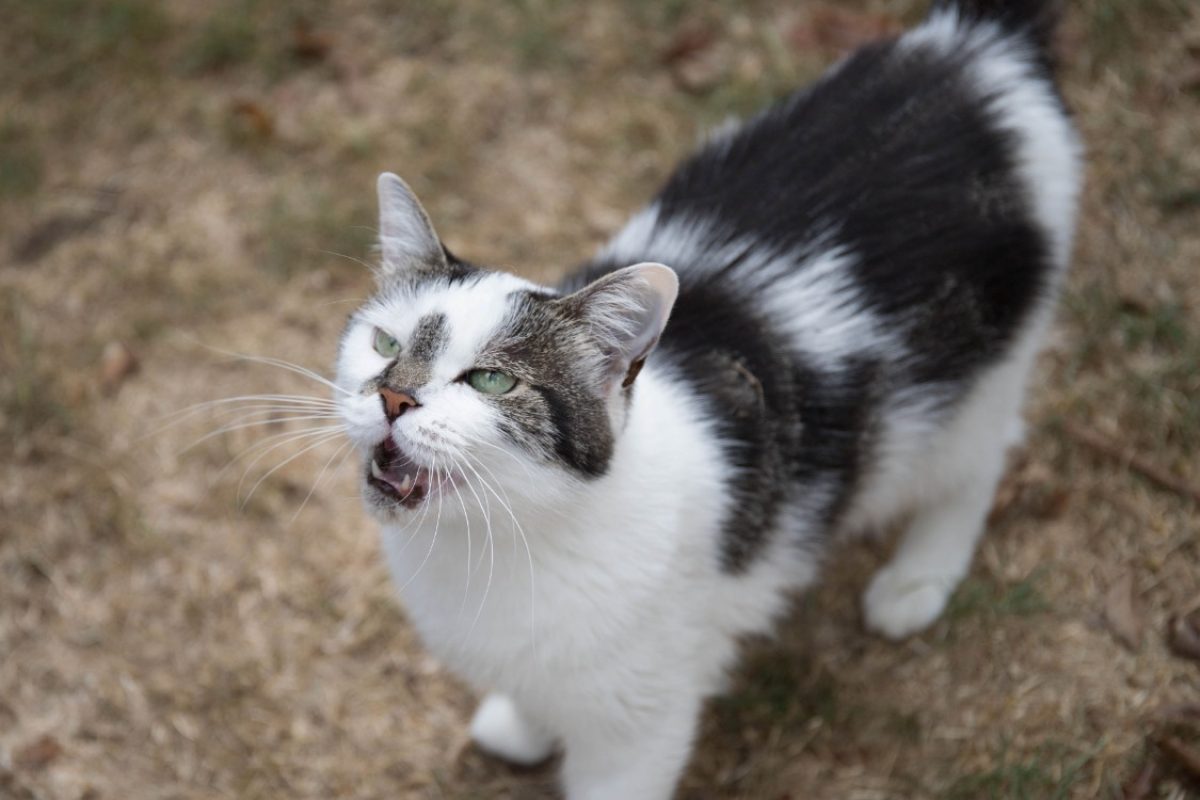 Jasmine - Chat Européen à adopter - photo 2