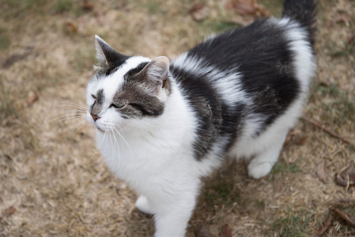 Jasmine - Chat Européen à adopter - photo 3